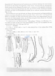 Nematode file-library of the Marine Biology Section (Ghent University, Belgium)