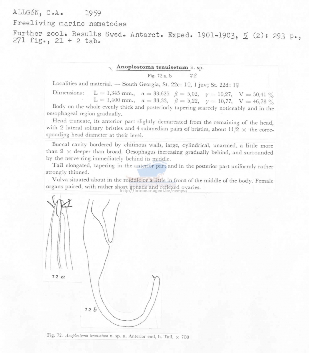 Anoplostoma tenuisetum
