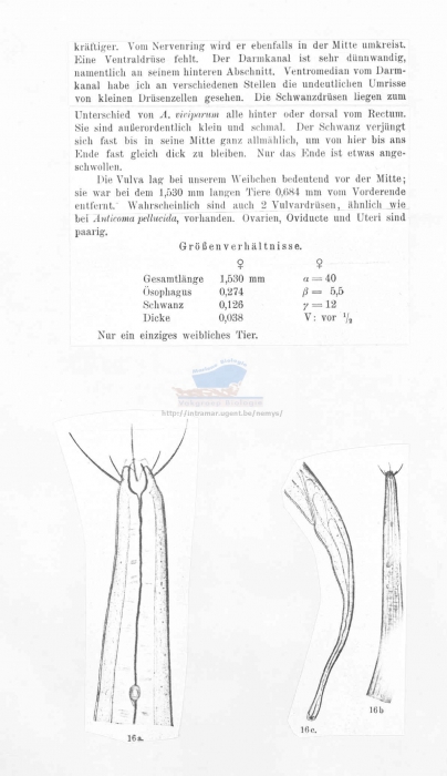 Chaetonema longisetum