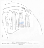 Crenopharynx paralepturus