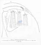 Crenopharynx paralepturus