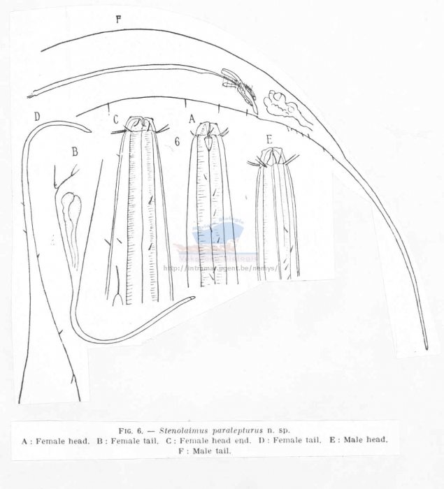 Crenopharynx paralepturus