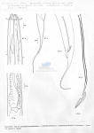 Crenopharynx paralepturus