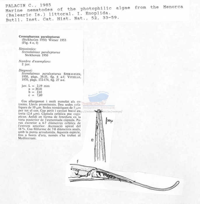 Crenopharynx paralepturus