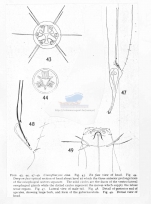 Crenopharynx eina