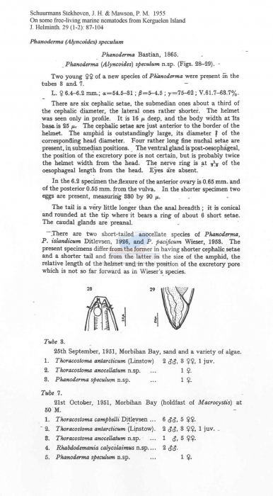 Phanoderma speculum