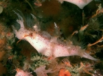 Nudibranchia