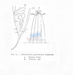 Phanoderma parasiticum