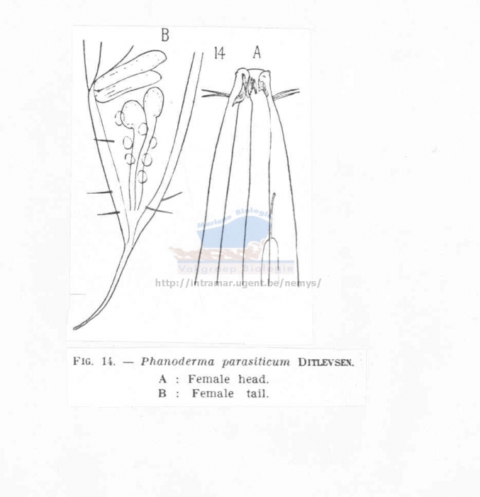 Phanoderma parasiticum