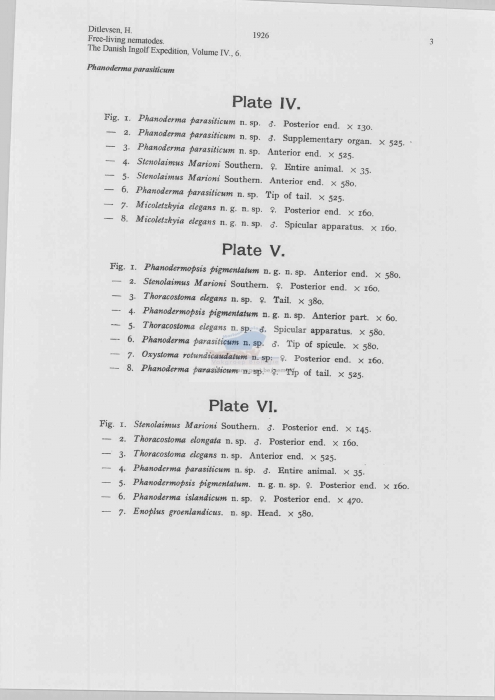 Phanoderma parasiticum