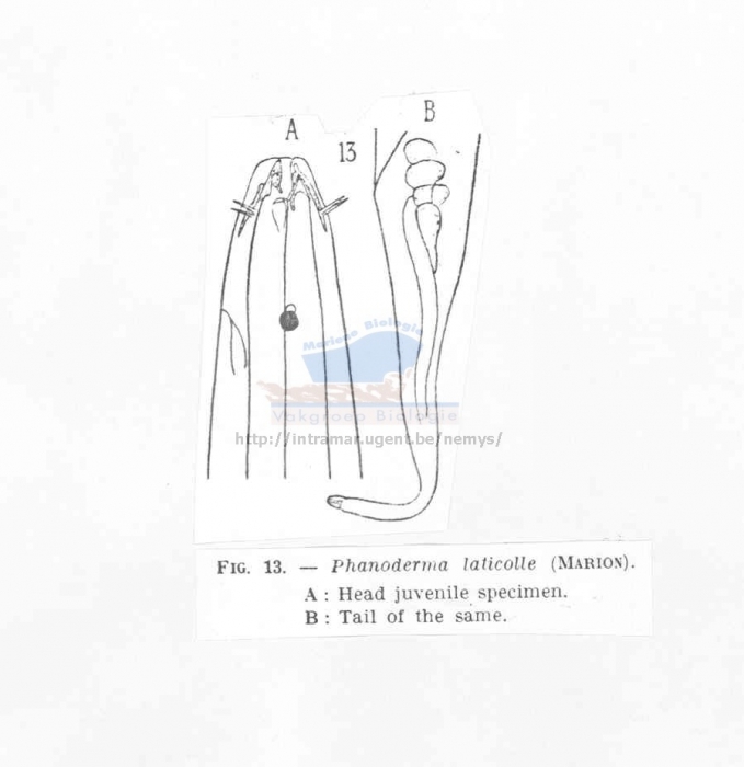 Phanoderma laticolle