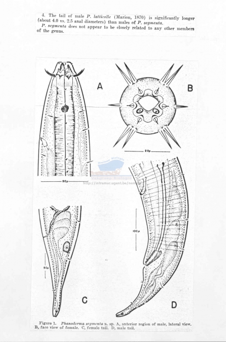 Phanoderma laticolle