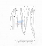 Phanoderma nasutum