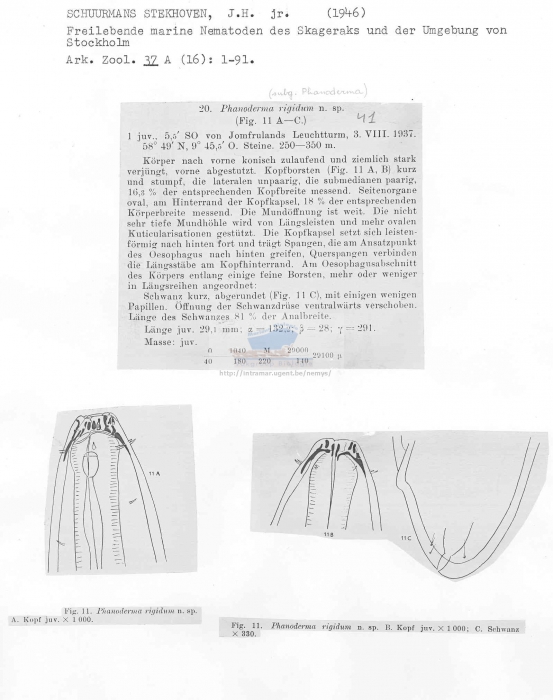 Phanoderma rigidum