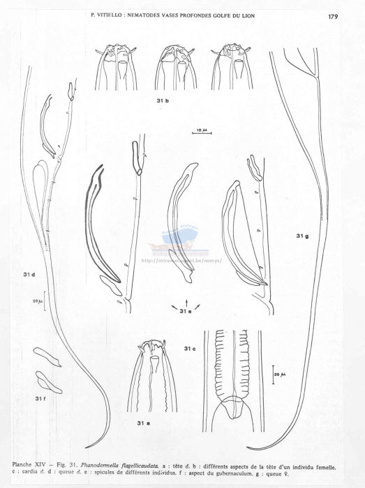 Phanodermella flagellicaudata