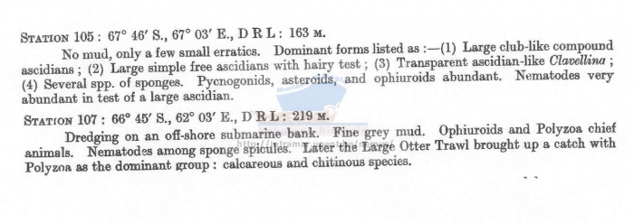 Phanodermopsis ingrami