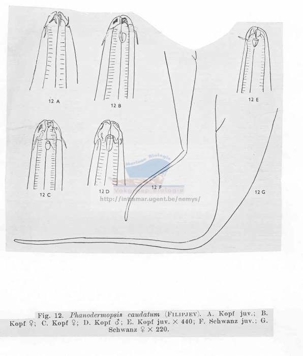 Phanodermopsis caudatum