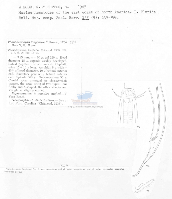 Phanodermopsis longisetae