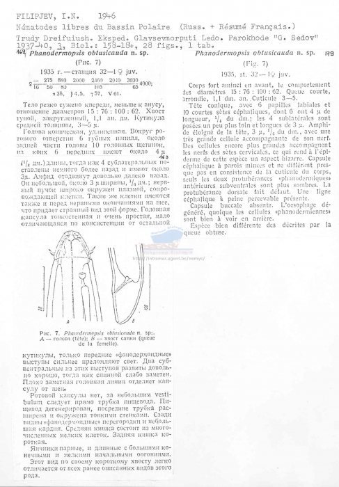 Phanodermopsis obtusicauda