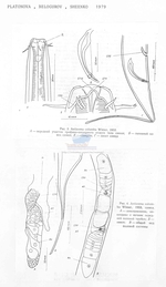 Anticoma columba