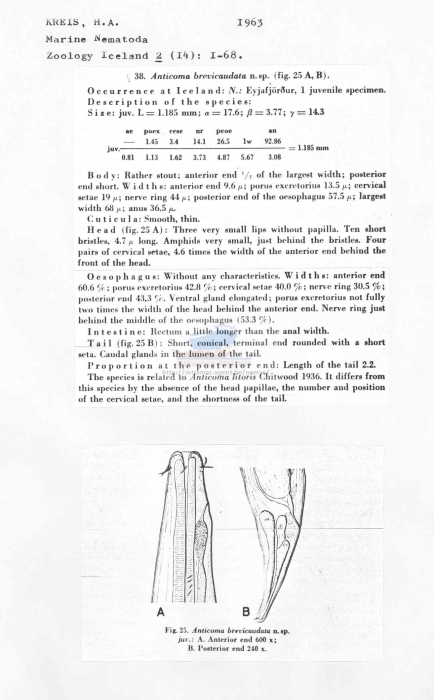 Anticoma brevicaudata