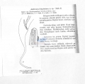 Nematoda (roundworms)