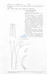 Nematode file-library of the Marine Biology Section (Ghent University, Belgium)