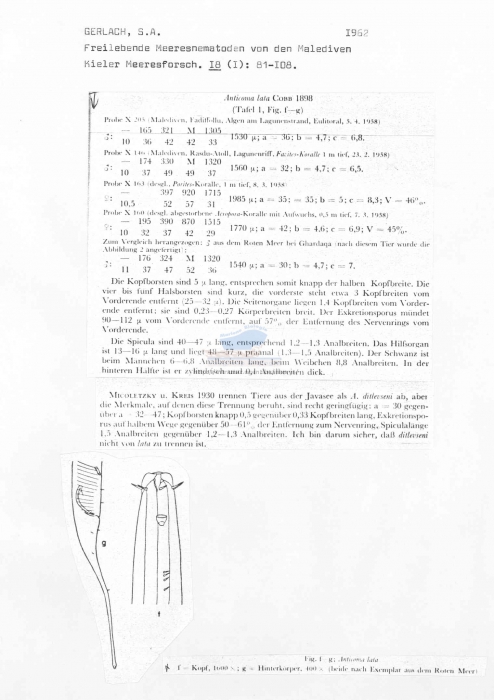 Anticoma lata