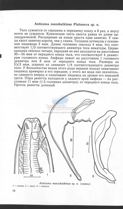 Anticoma menchutkinae