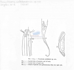 Paranticoma caledoniensis