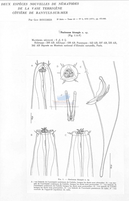 Parironus bicuspis