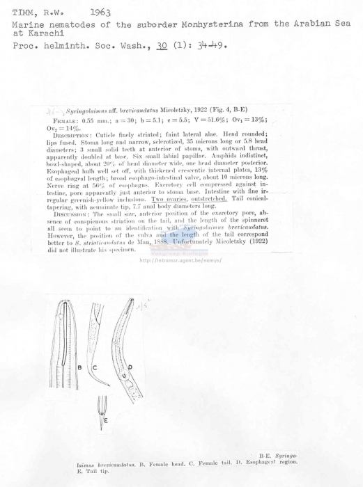 Syringolaimus brevicaudatus