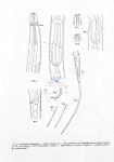 Nematode file-library of the Marine Biology Section (Ghent University, Belgium)