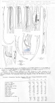 Nematode file-library of the Marine Biology Section (Ghent University, Belgium)