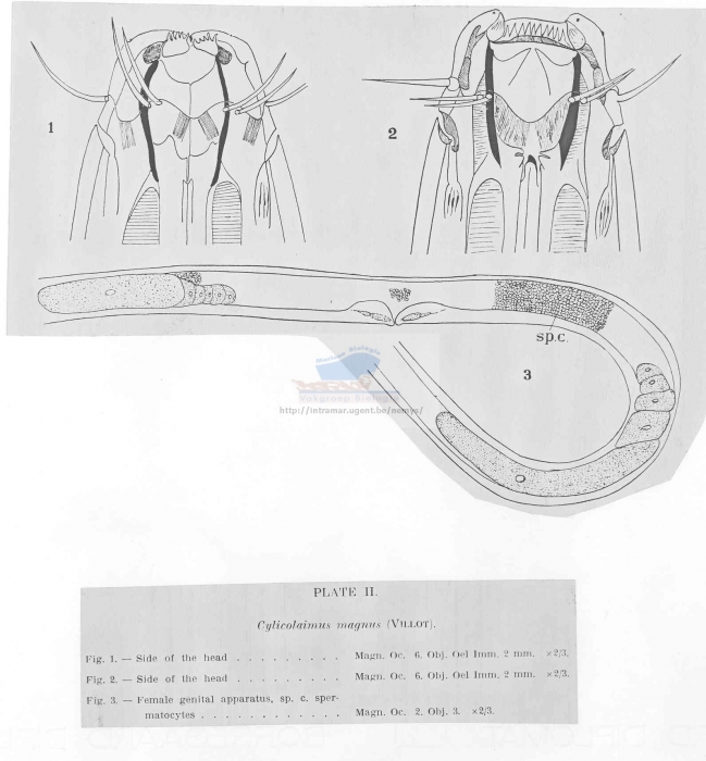 Cylicolaimus magnus