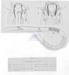 Nematode file-library of the Marine Biology Section (Ghent University, Belgium)