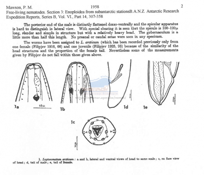 Leptosomatum arcticum