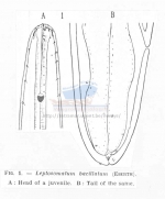 Leptosomatum bacillatum