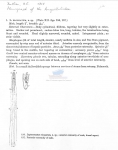 Nematode file-library of the Marine Biology Section (Ghent University, Belgium)