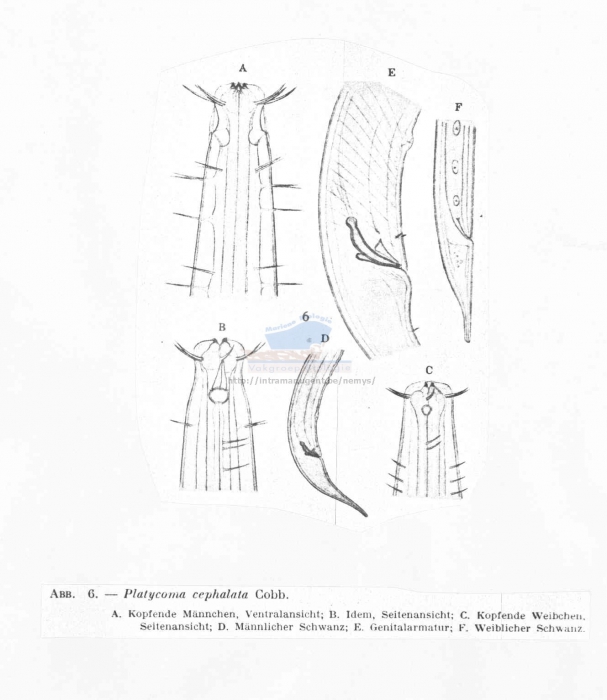 Platycoma cephalata