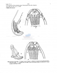 Pseudocella tabarini