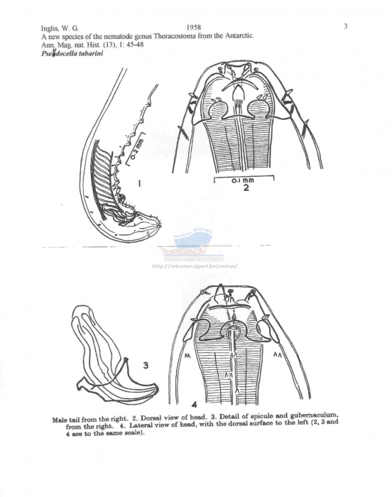 Thoracostoma (Pseudocella) tabarini