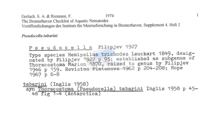 Thoracostoma (Pseudocella) tabarini