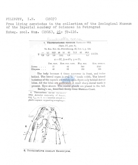 Pseudocella coeca