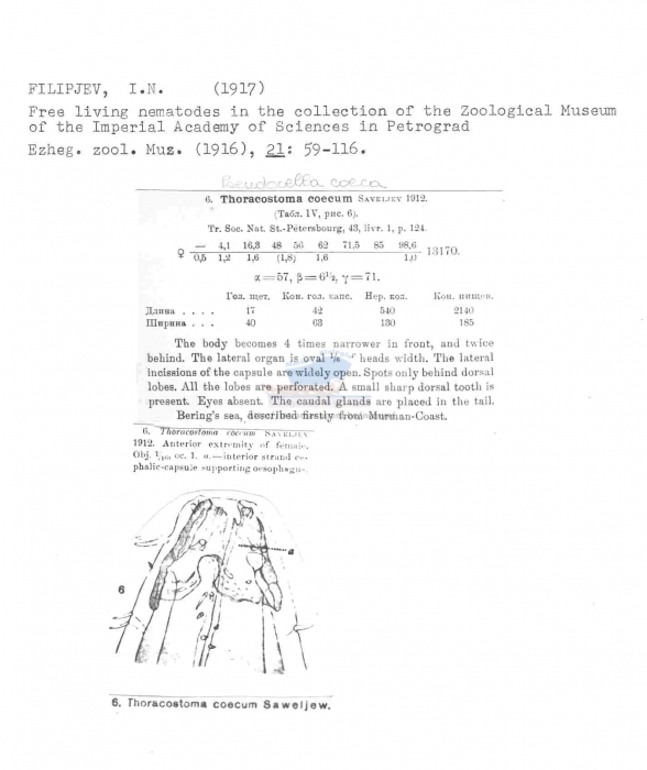 Thoracostoma (Pseudocella) coeca