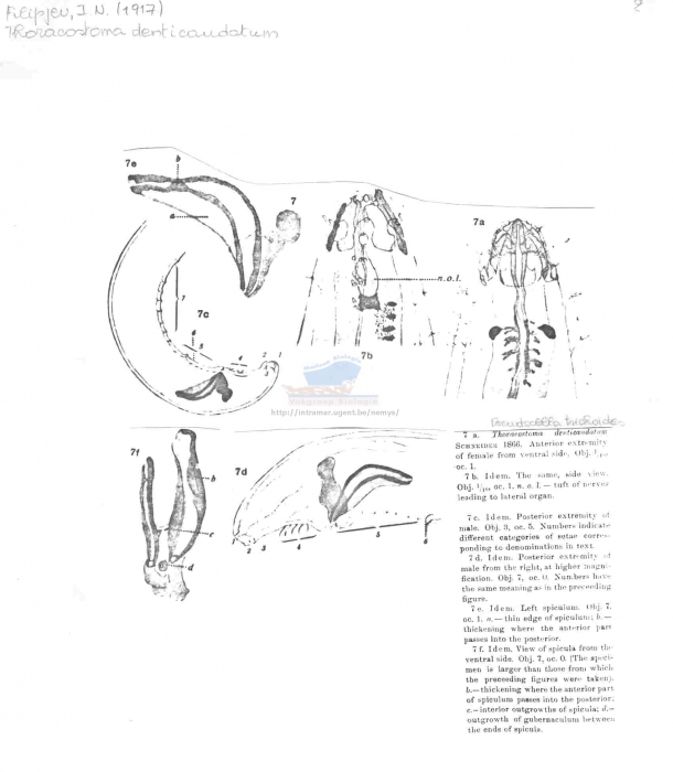 Thoracostoma (Pseudocella) trichodes
