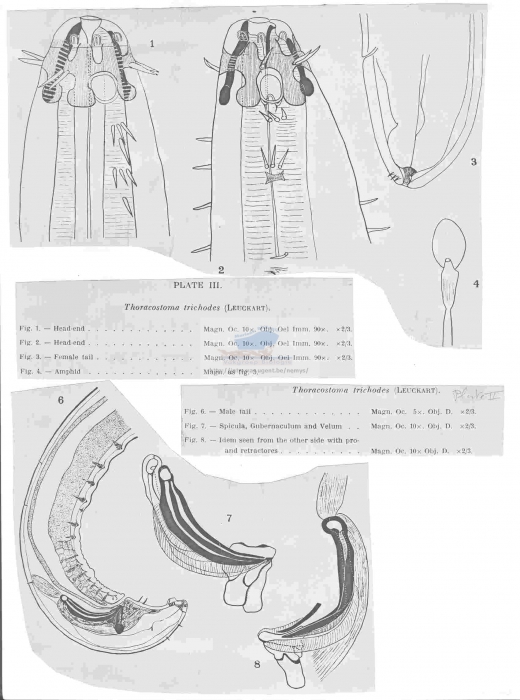 Thoracostoma (Pseudocella) trichodes