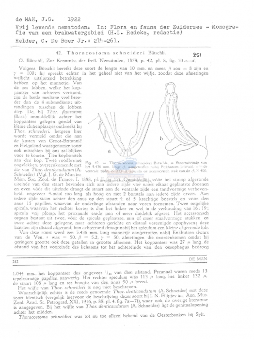 Thoracostoma (Pseudocella) trichodes