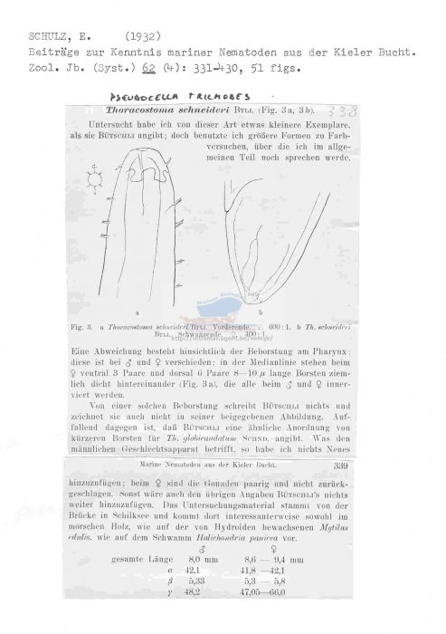 Thoracostoma (Pseudocella) trichodes