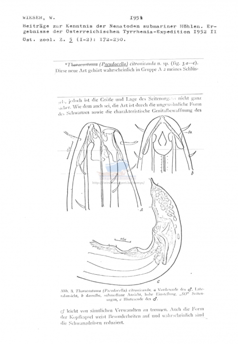 Pseudocella citronicauda